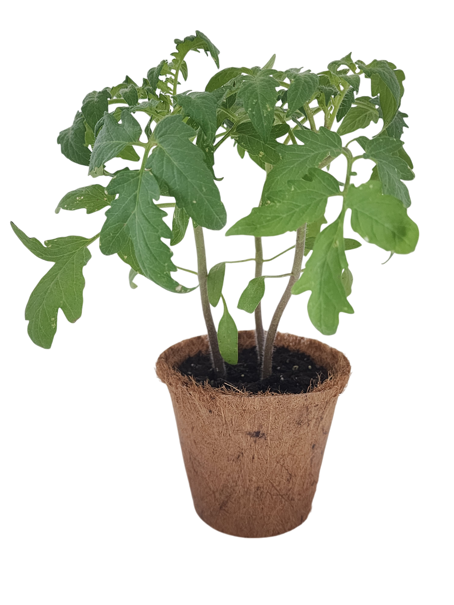 Plant-It-Starters 4 Variety Pack - 1 of Each