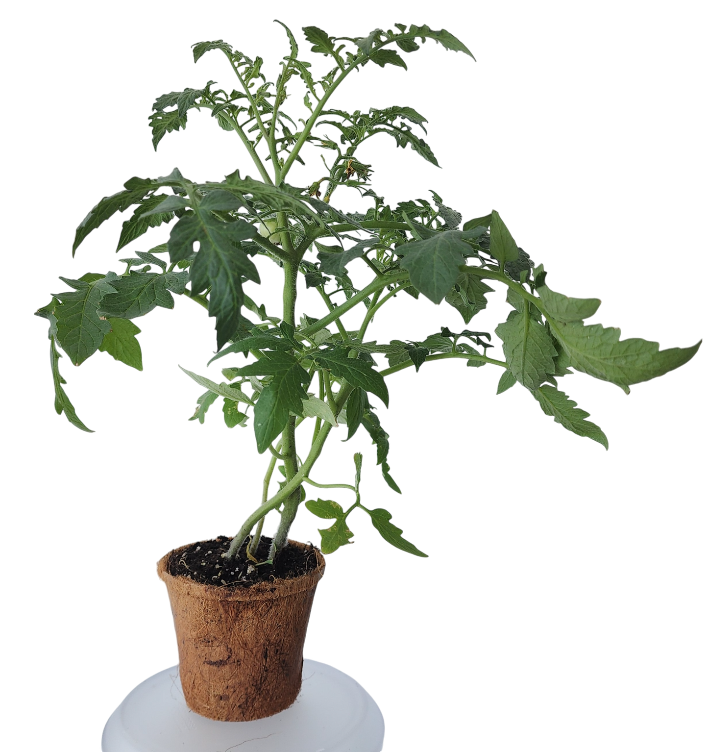 Plant-It-Starters 4 Variety Pack - 1 of Each