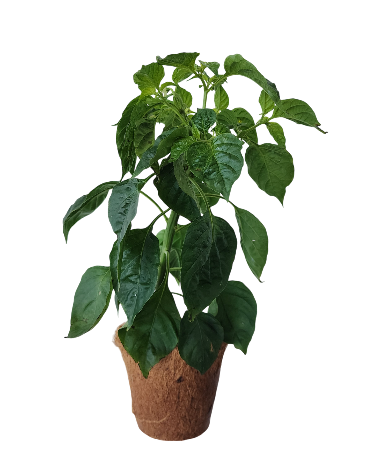 Plant-It-Starters 4 Variety Pack - 1 of Each