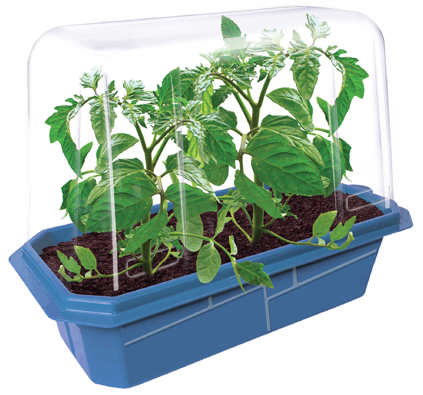 Beefsteak Tomatoes Sprouter Terrarium
