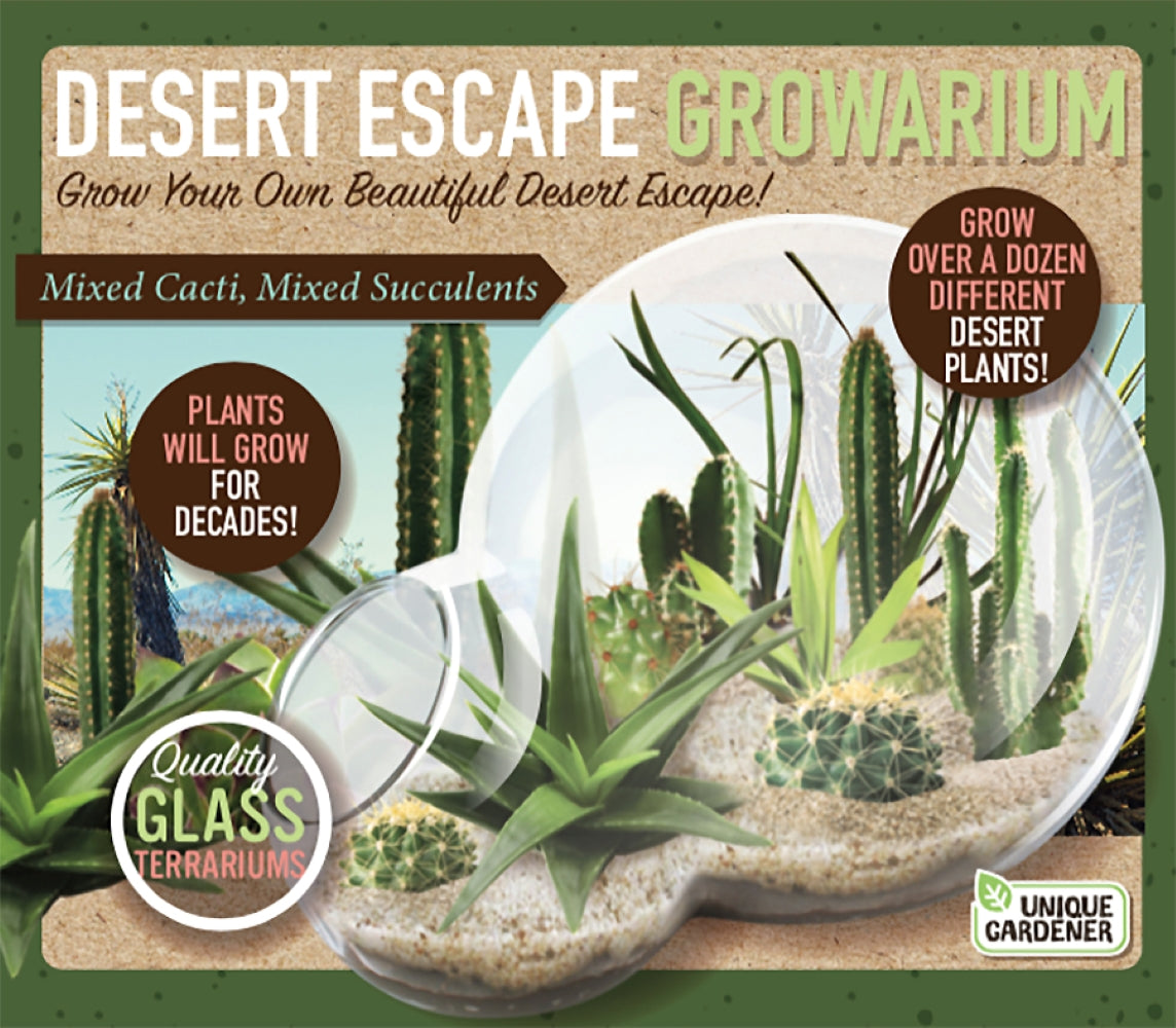 desert escape succulent plant Desert Escape Growarium Glass Terrarium