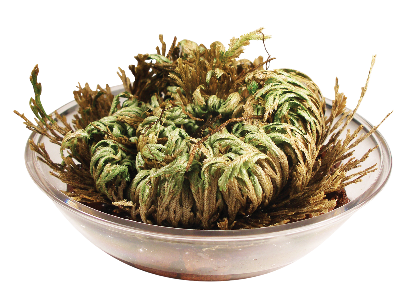 Resurrection Plant -  Multipack of 3