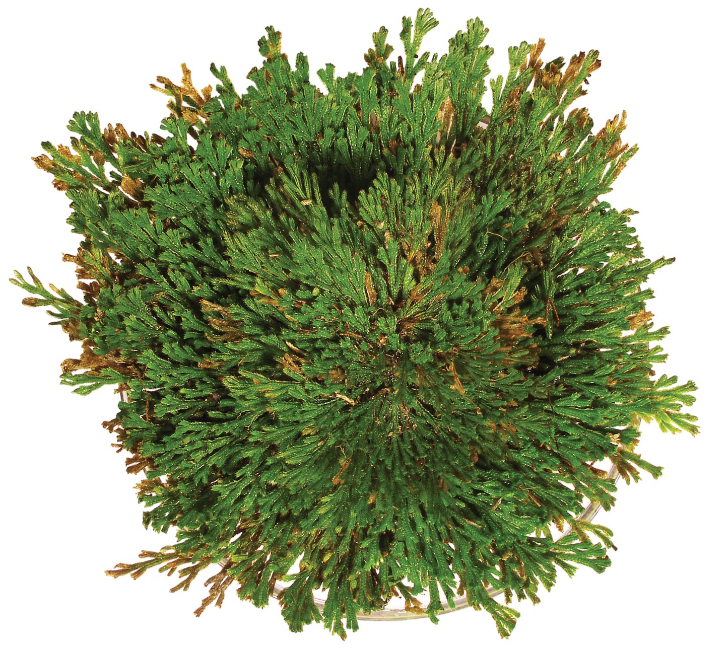 Resurrection Plant -  Multipack of 3