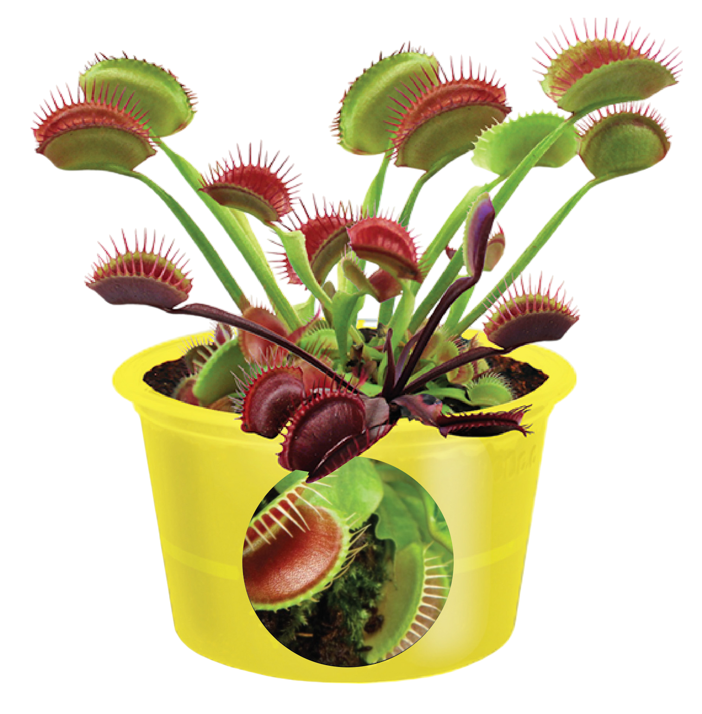 Eco Seed Sprouts Flytrap Ed - Multipack of 5