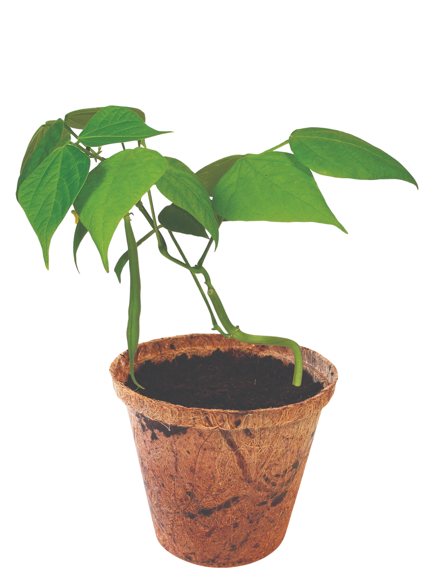 Green Bush Beans Plant-It-Starters - Multipack of 4