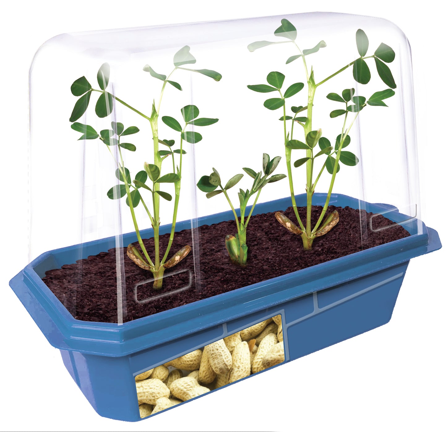 Grow Your Own Peanuts Sprouter Terrarium