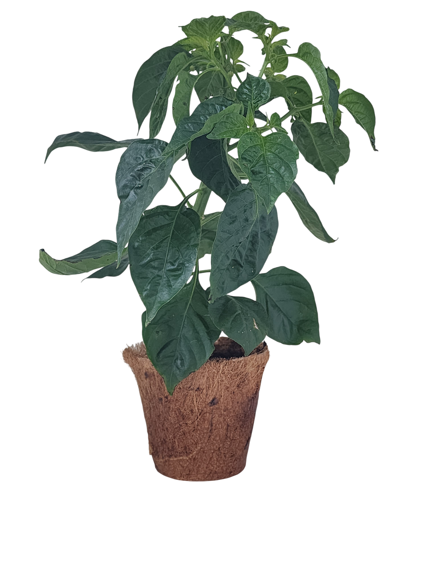 Hot Peppers Plant-It-Starters - Multipack of 4