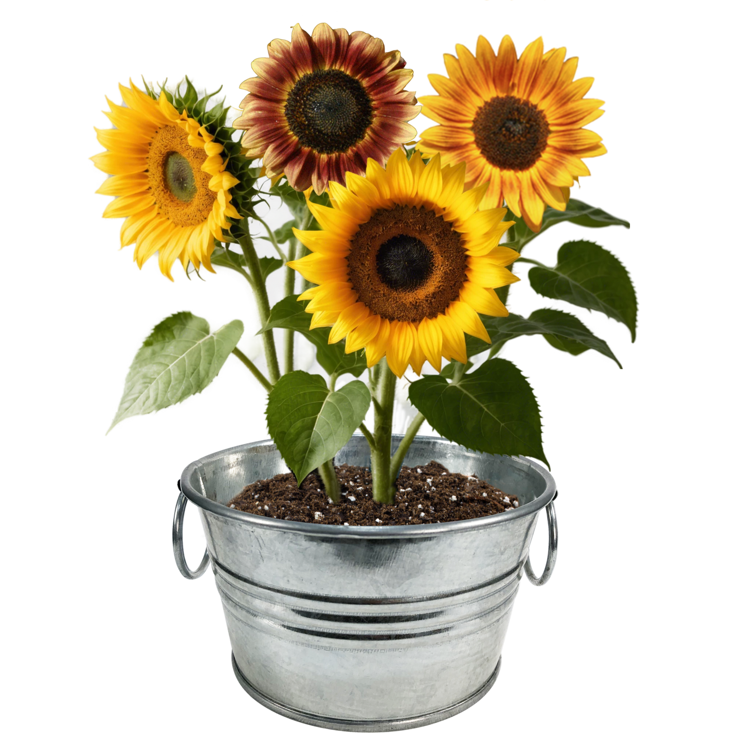 Flowering Tin Garden Variety Pack - 1 Each of 3 Varieties