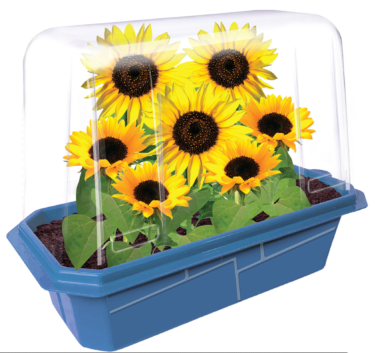 Dwarf Sunflowers Sprouter Terrarium