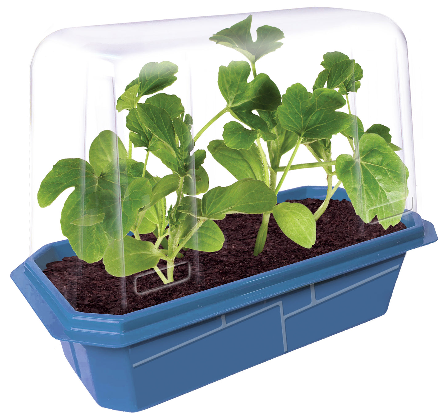 Small, Sugary Watermelon Sprouter Terrarium