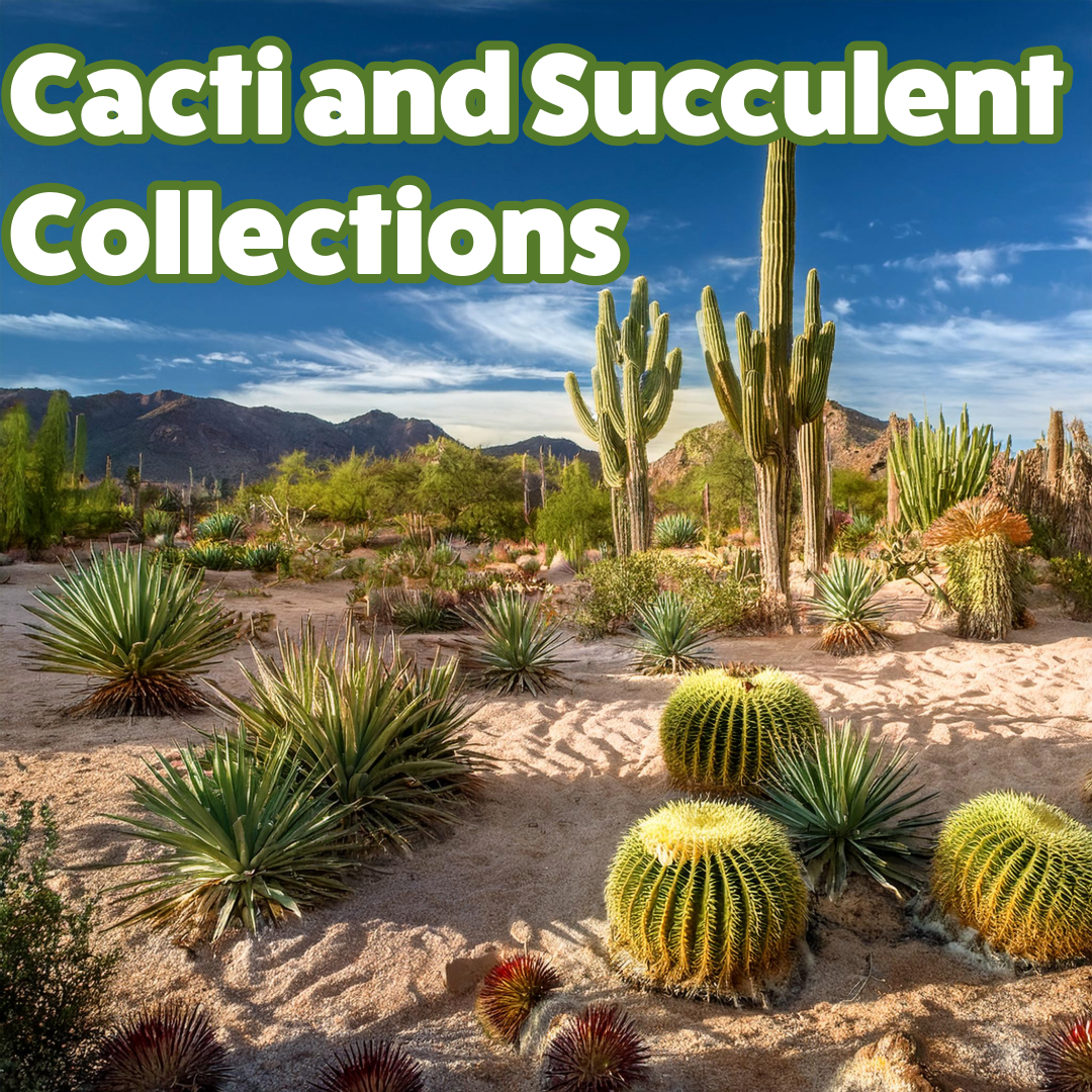 Fun and Easy to Grow Cacti and Succulent Collections