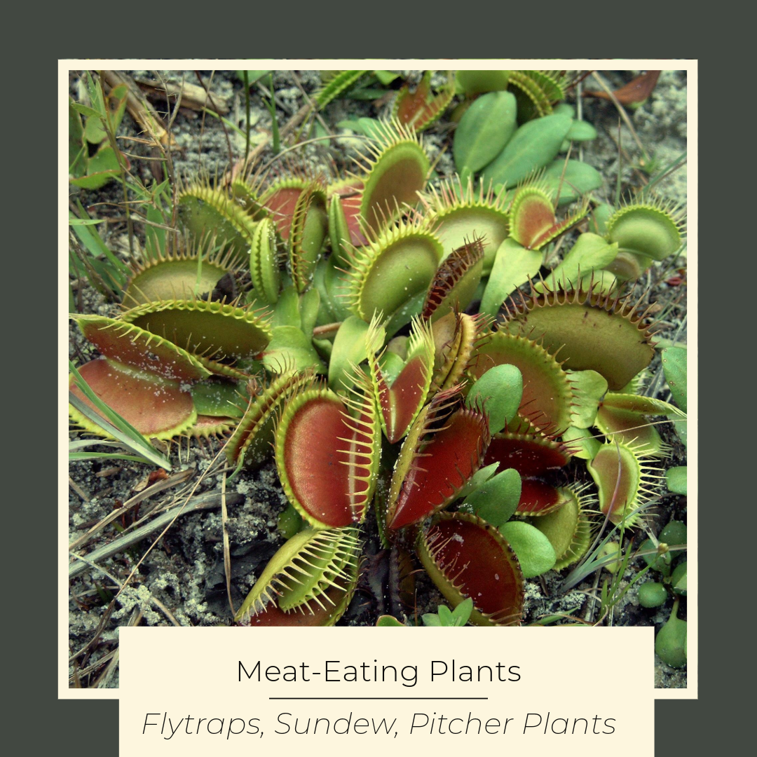 Carnivorous Plants Collection