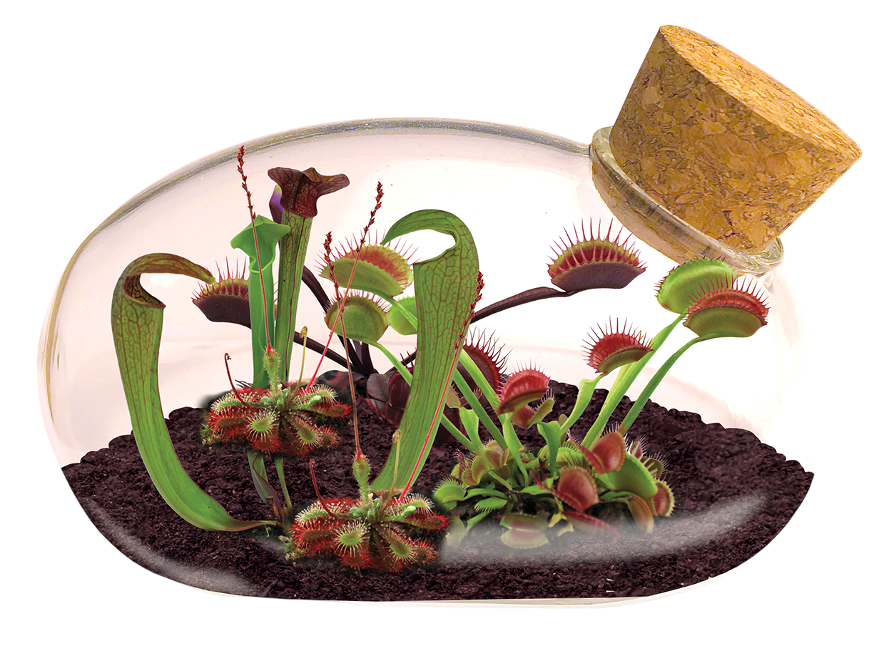 Mouse Garden Glass Terrarium Seed Kits – Unique Gardener