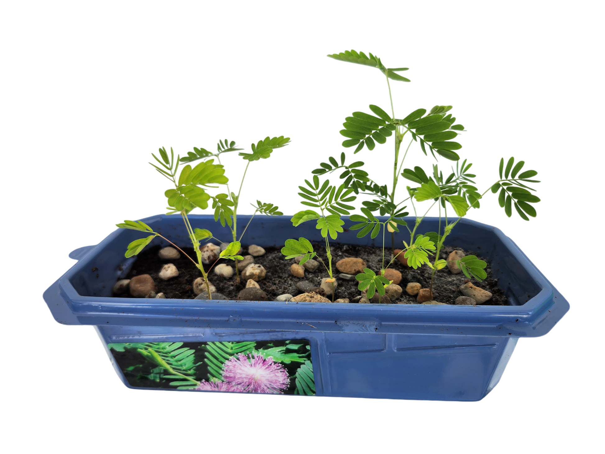 sensitive plant terrarium The Astounding Moving Plant Sprouter Terrarium
