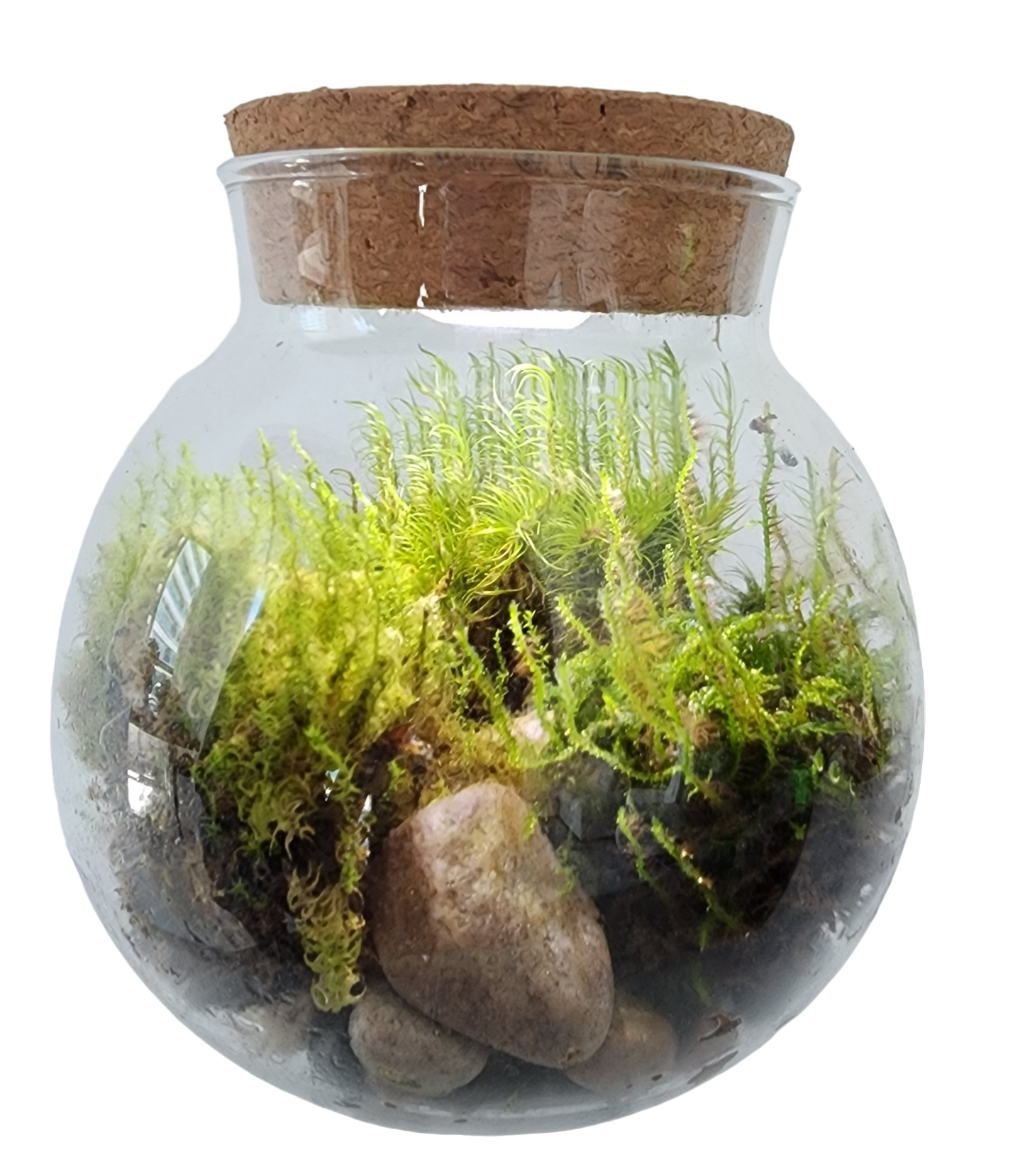 MossBowl- Grow Your Own Beautiful Moss Garden, Complete Kit Come with 3 Mosses!