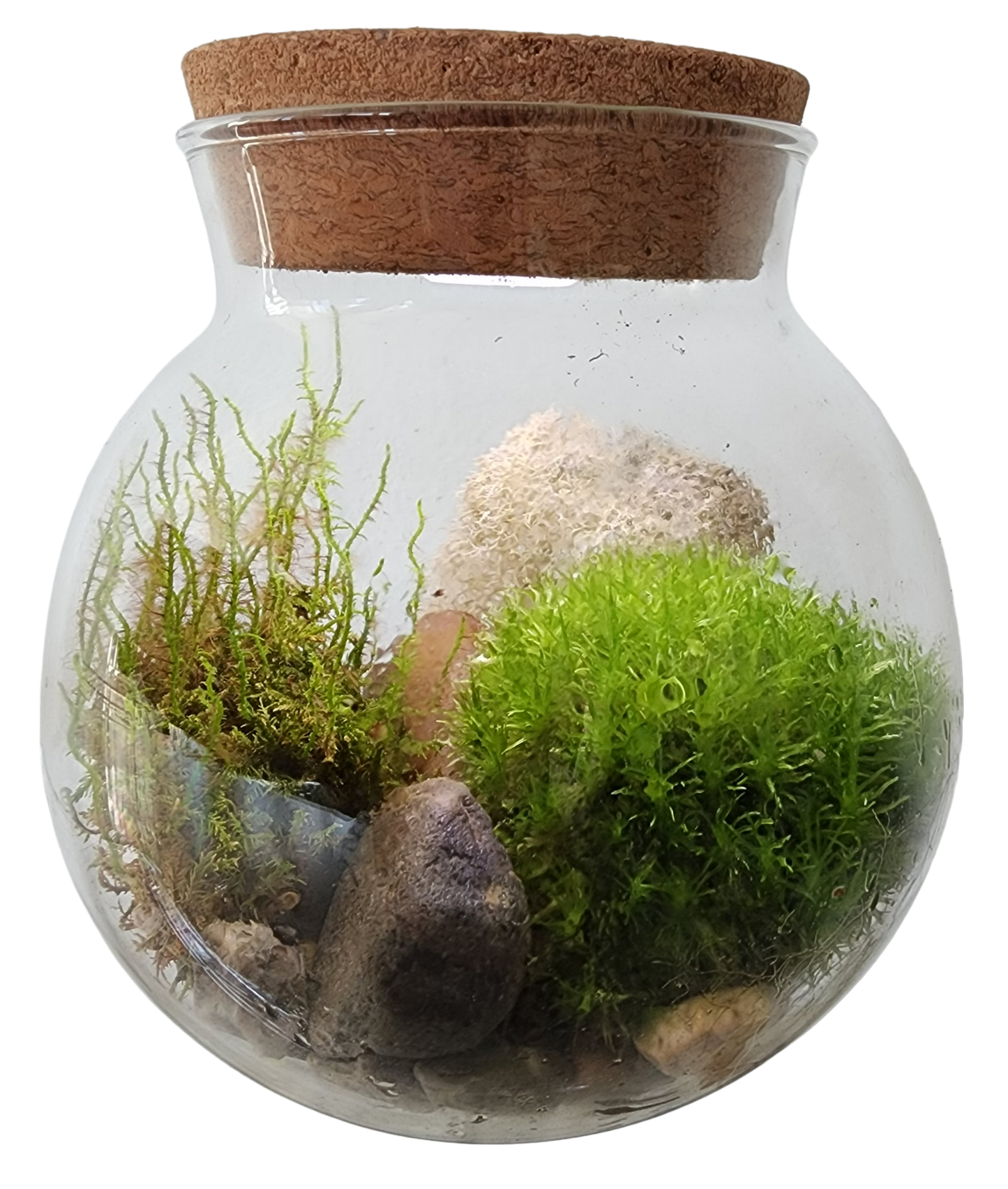 MossBowl- Grow Your Own Beautiful Moss Garden, Complete Kit Come with 3 Mosses!