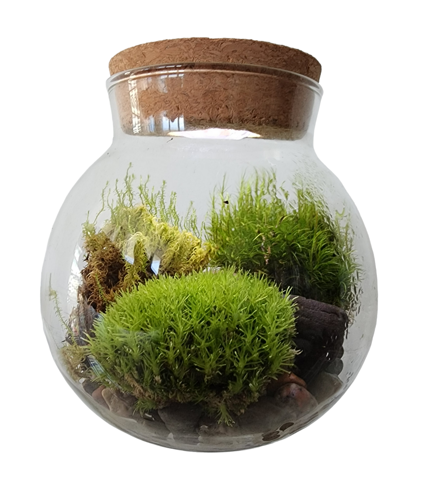 MossBowl- Grow Your Own Beautiful Moss Garden, Complete Kit Come with 3 Mosses!