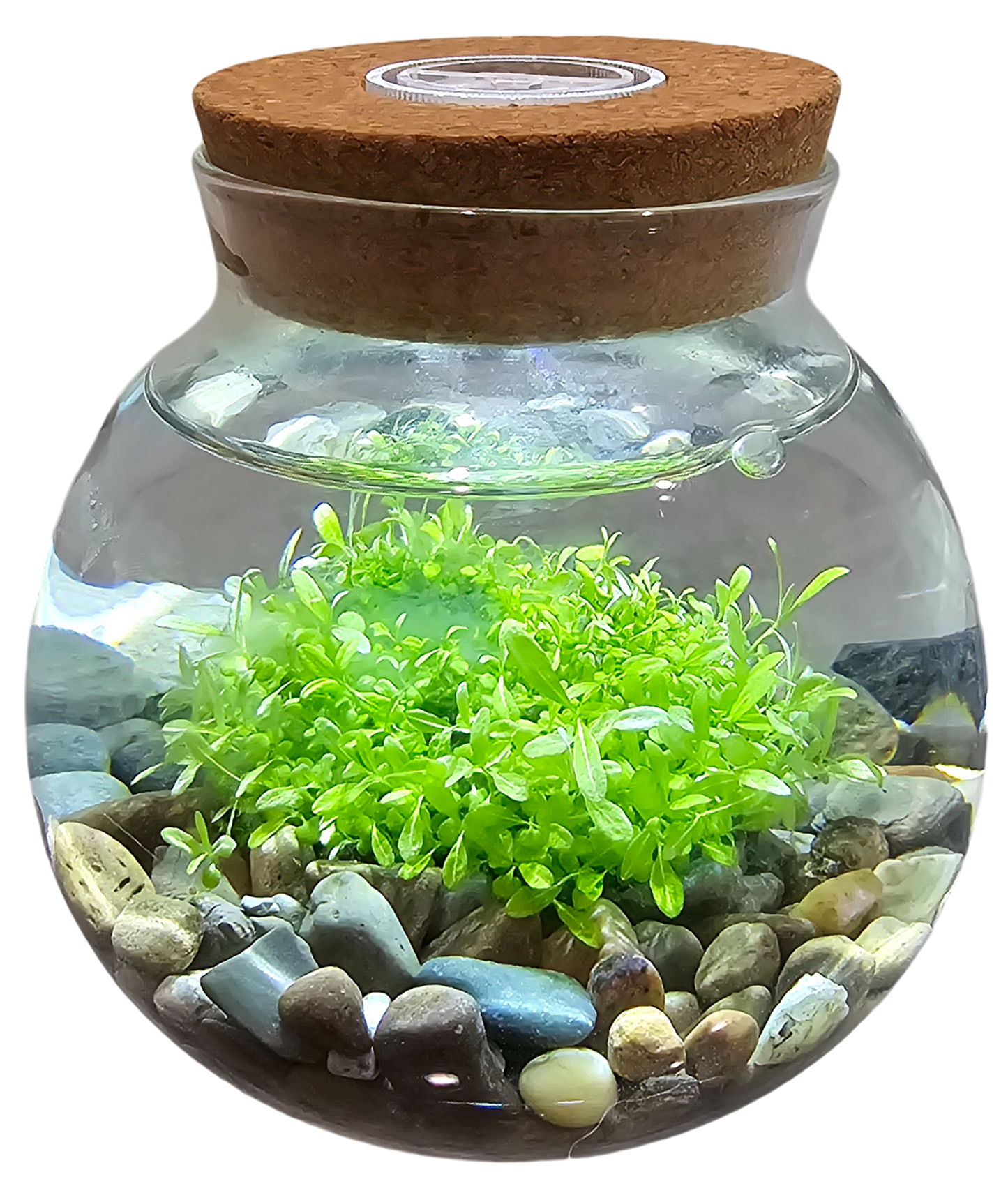 growing aquarium plants from seed WaterPlants- Grow Lush Aquatic Plants from Seed! Thrives With Minimal – Unique Gardener