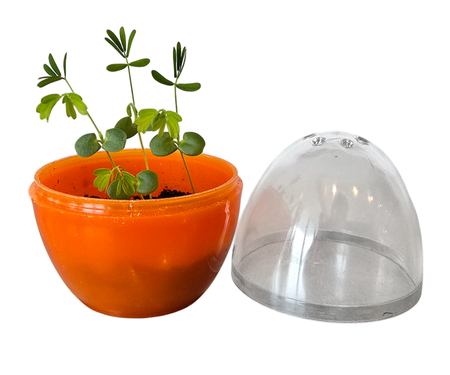 Mini Terrarium Moving Plant - Multipack of 5