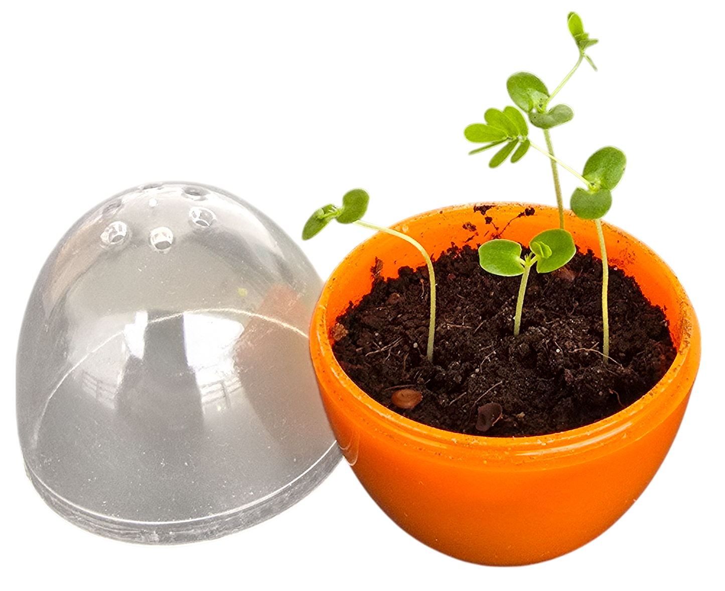 Mini Terrarium Moving Plant - Multipack of 5