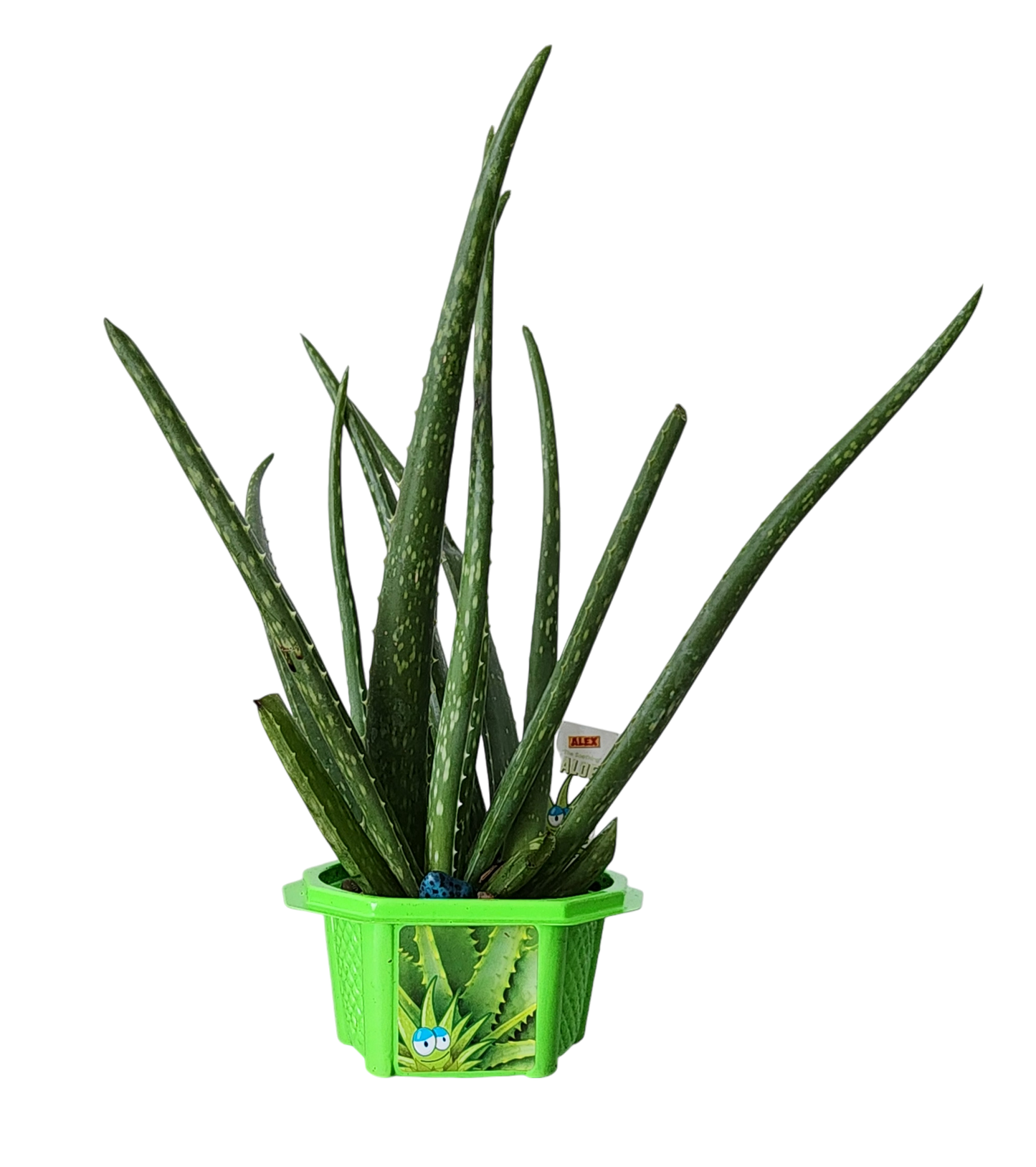 aloe plant terrarium Alex Soothing Aloe Micro Dome