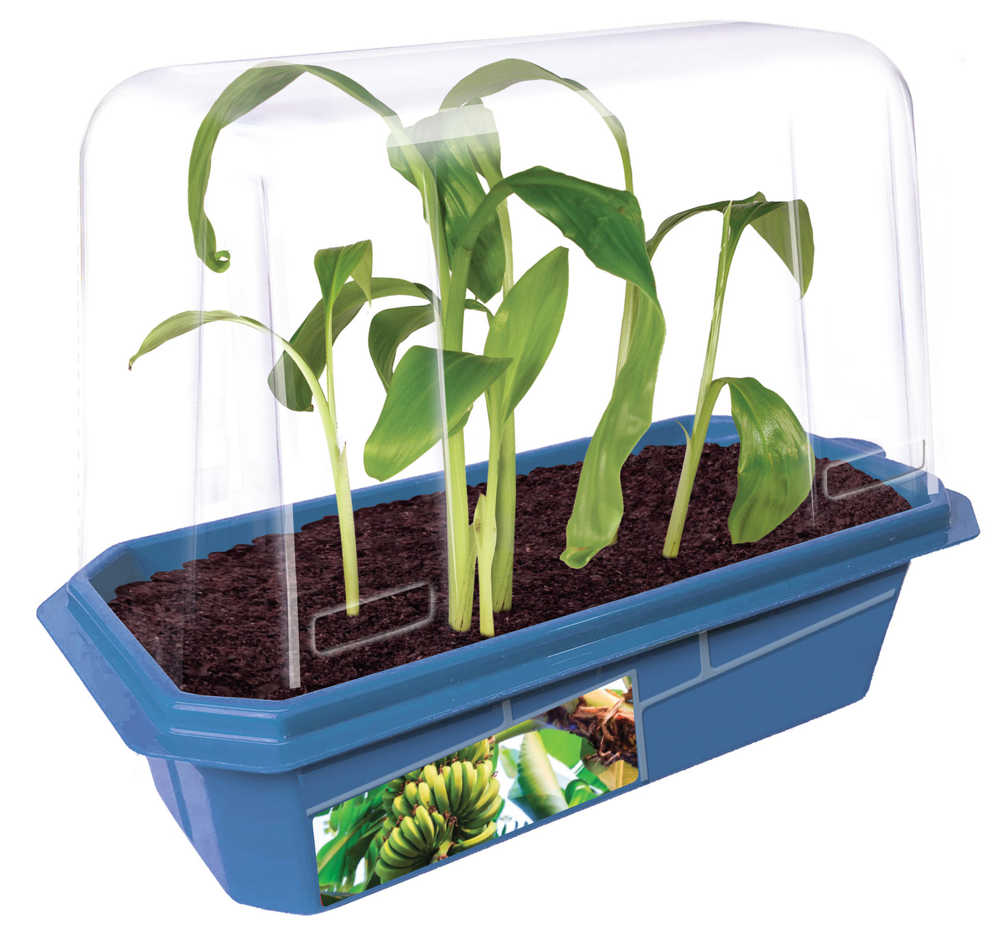 Bountiful Bananas Sprouter Terrarium