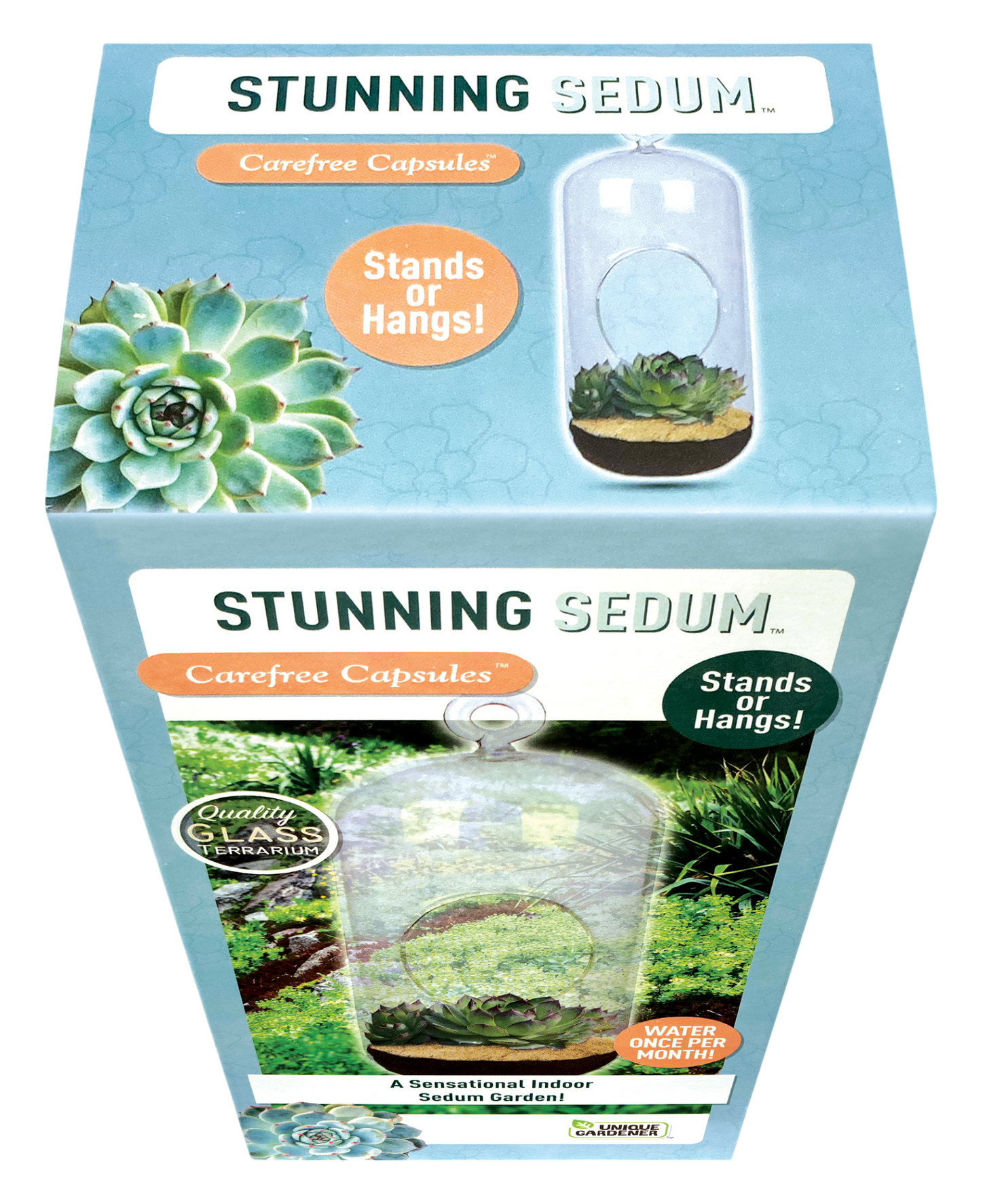 Stunning Sedum Glass Terrarium Seed Starting Kit