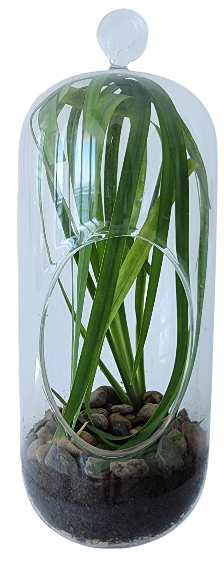 Perfect Palms Glass Terrarium Seed Starting Kit