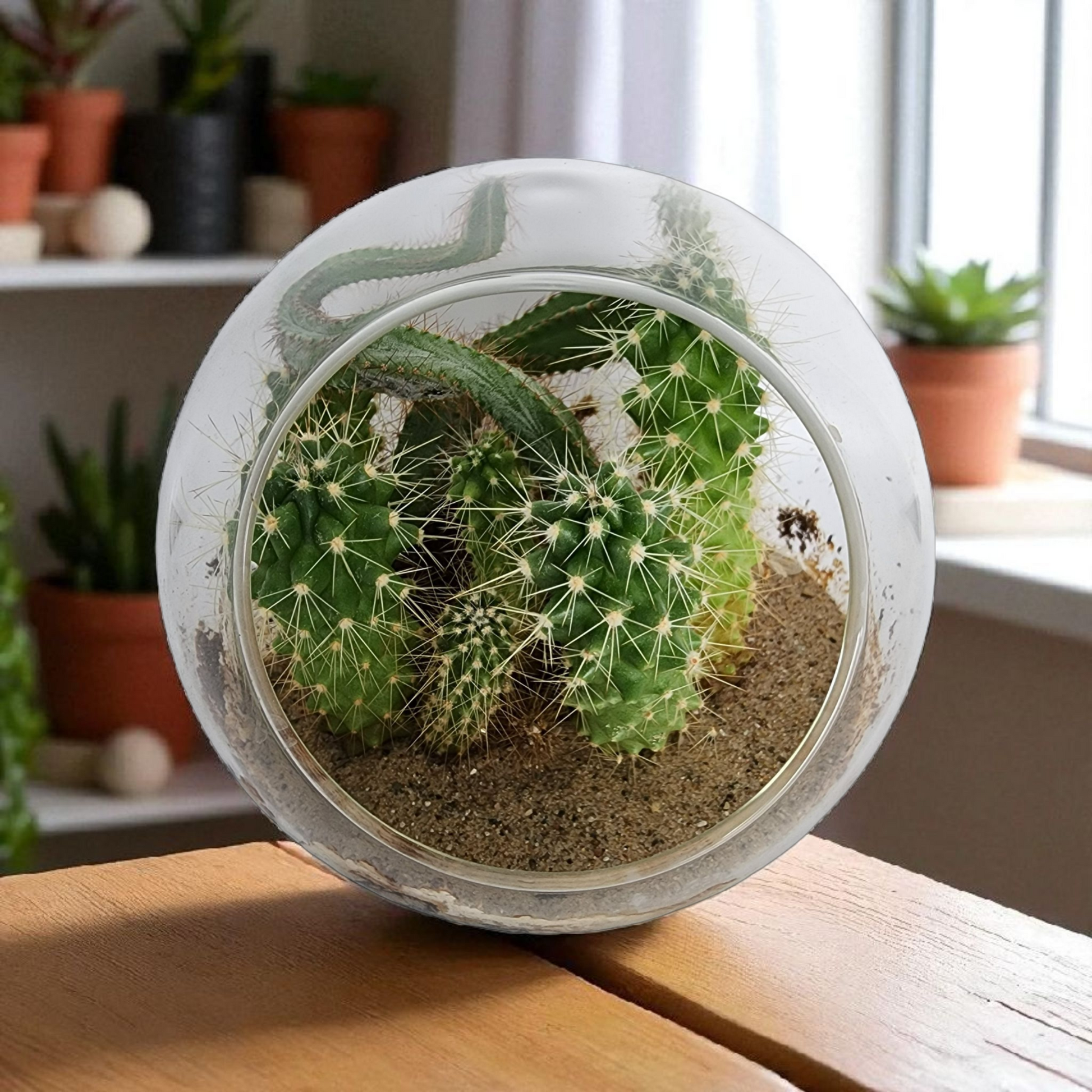 cactus plant terrarium Mini Desert Collection Glass Terrarium Cacti Seed Starting Kit