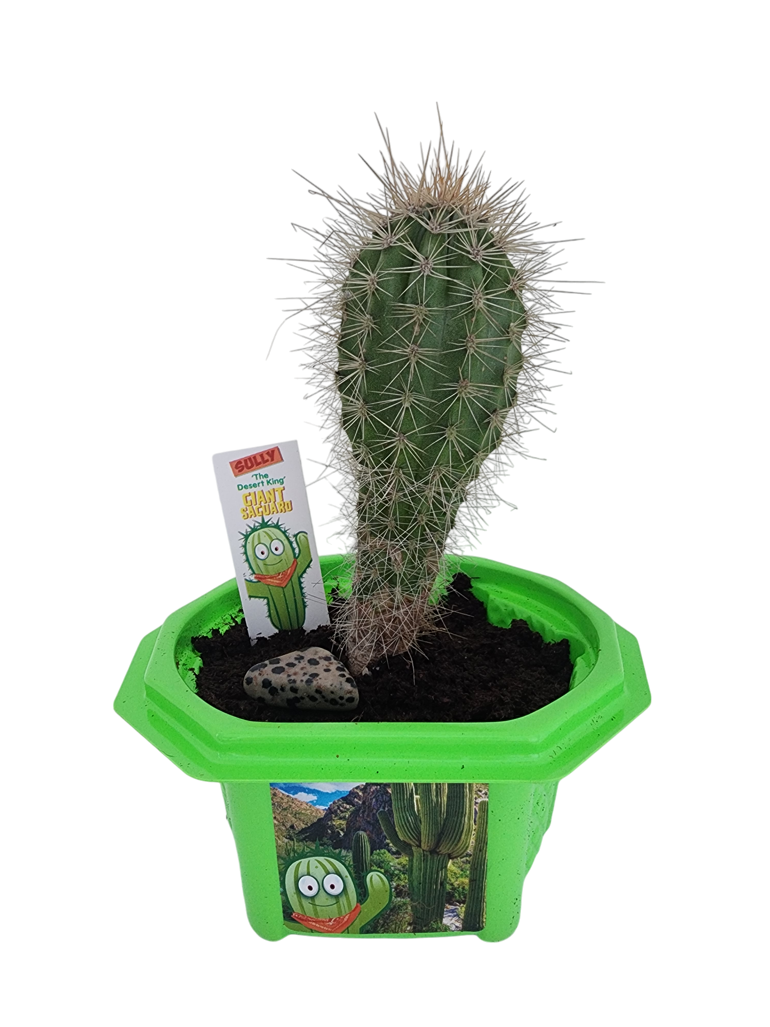 Sully 'The Desert King' Giant Saguaro Micro Dome Terrarium Sully 'The Desert King' Giant Saguaro Micro Dome Terrarium