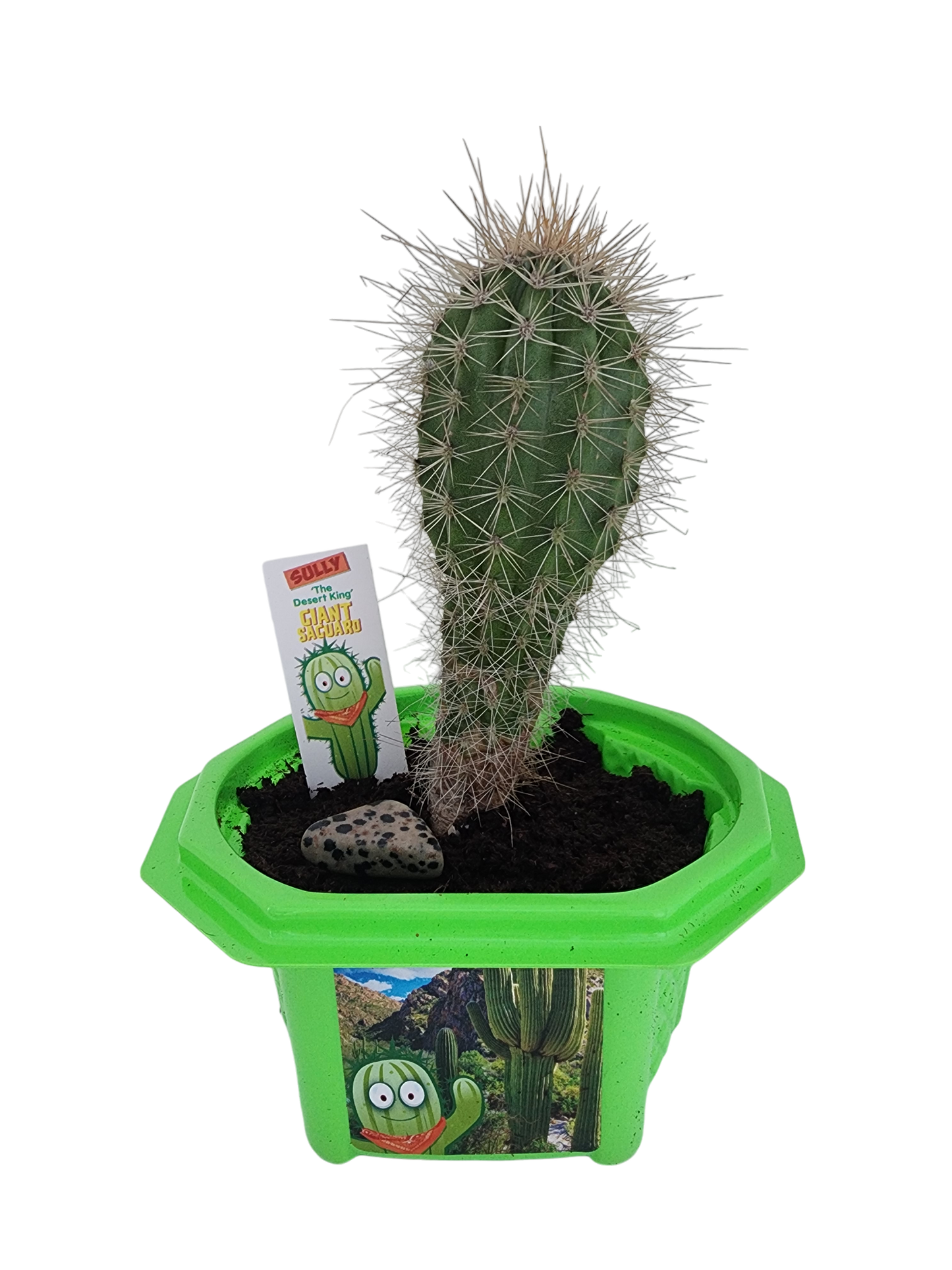 Sully 'The Desert King' Giant Saguaro Micro Dome Terrarium