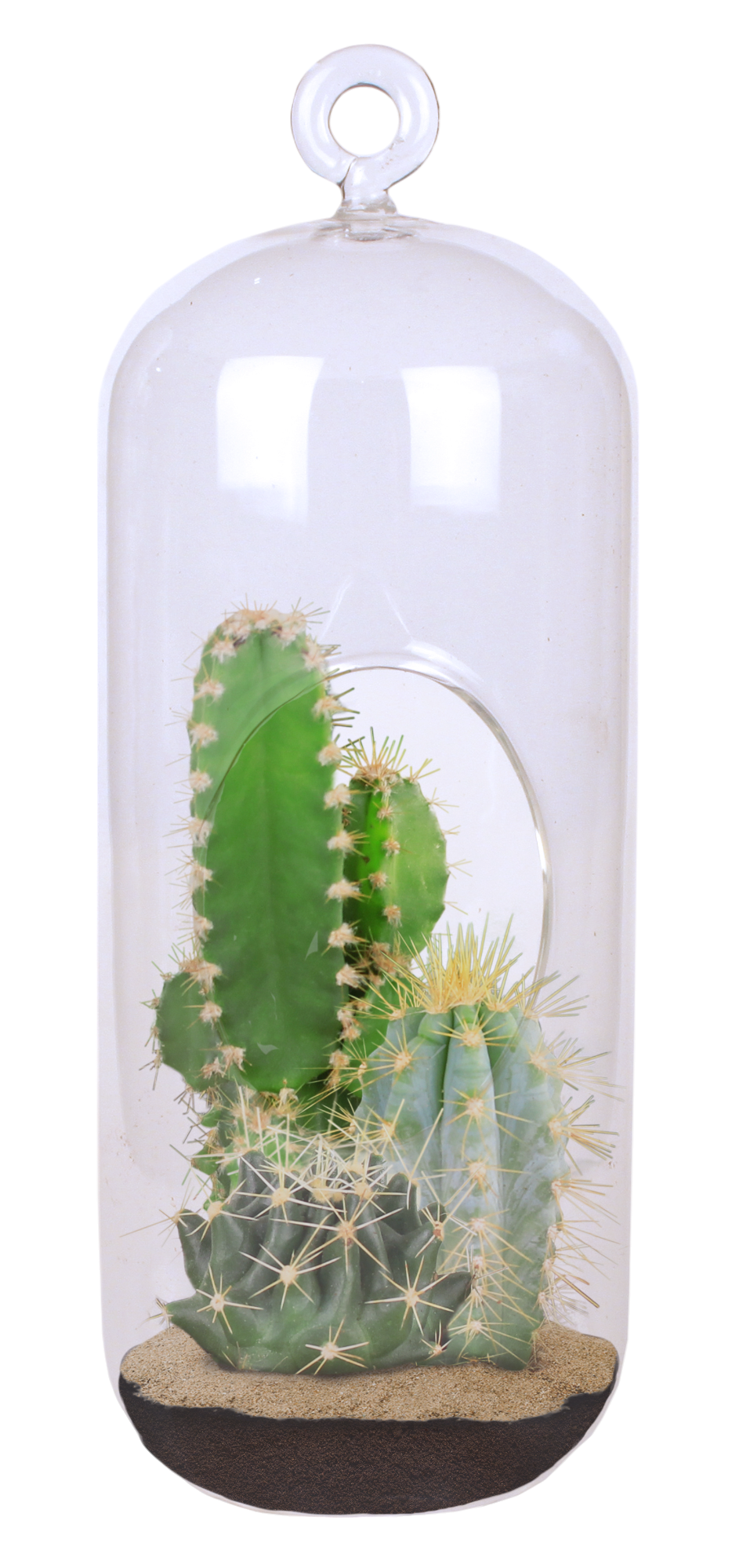 Cacti Collection Glass Terrarium Seed Starting Kit