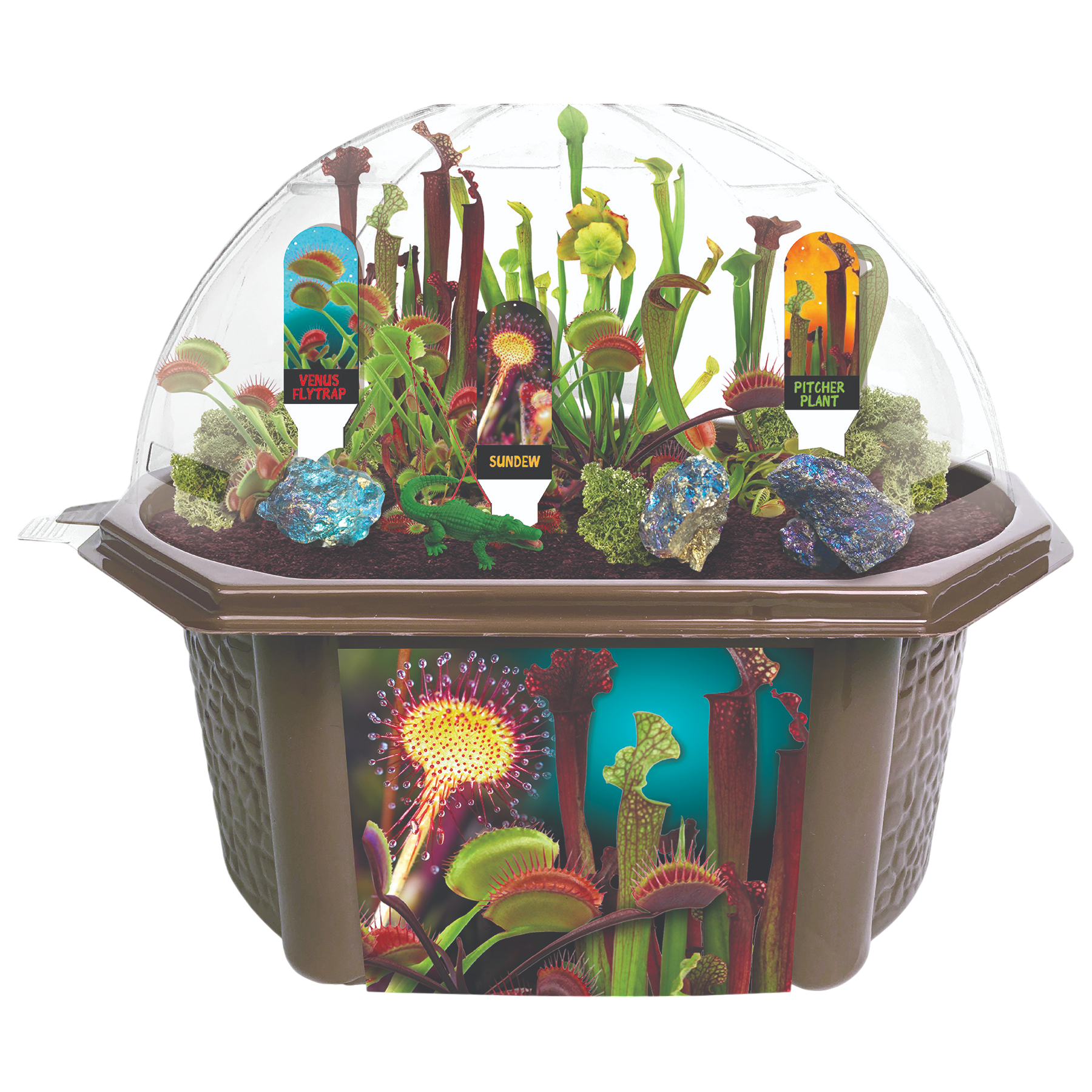 sundew carnivorous plant terrarium Carnivorous Creatures Biosphere Terrarium