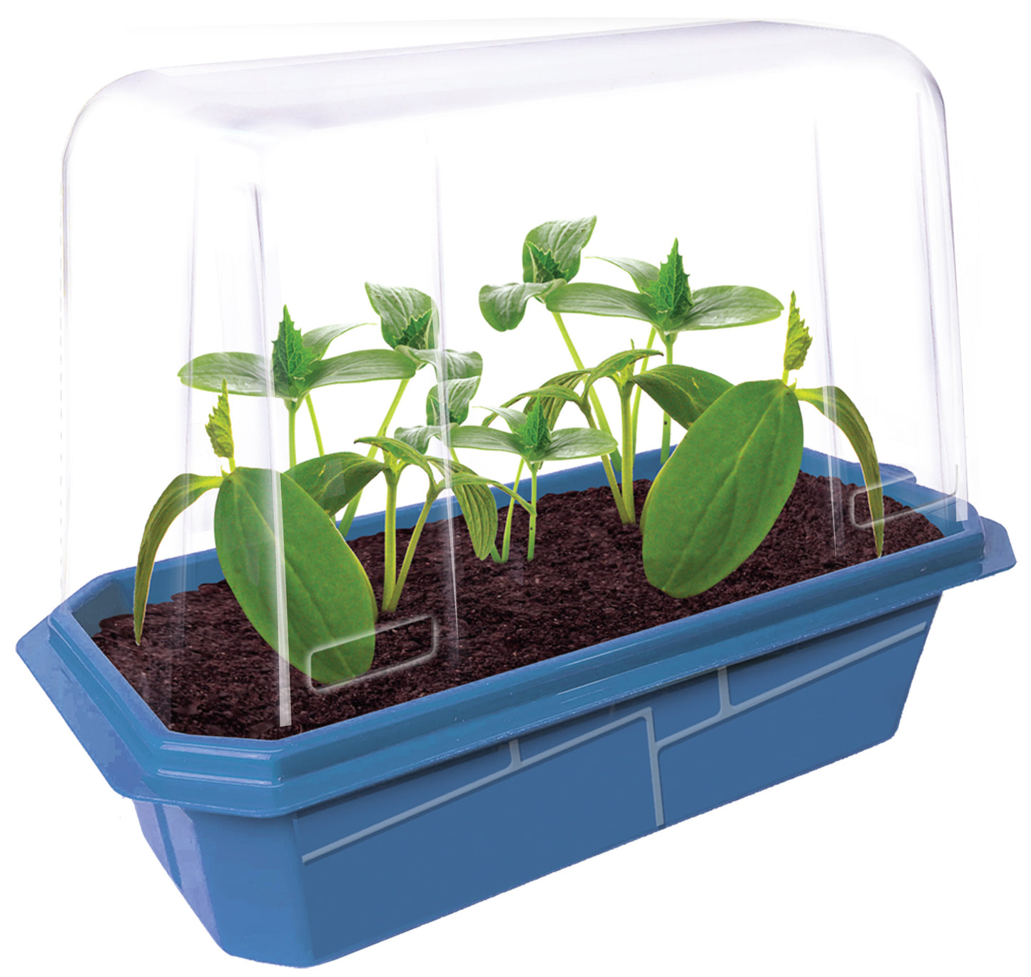 Slicing Cucumbers Sprouter Terrarium