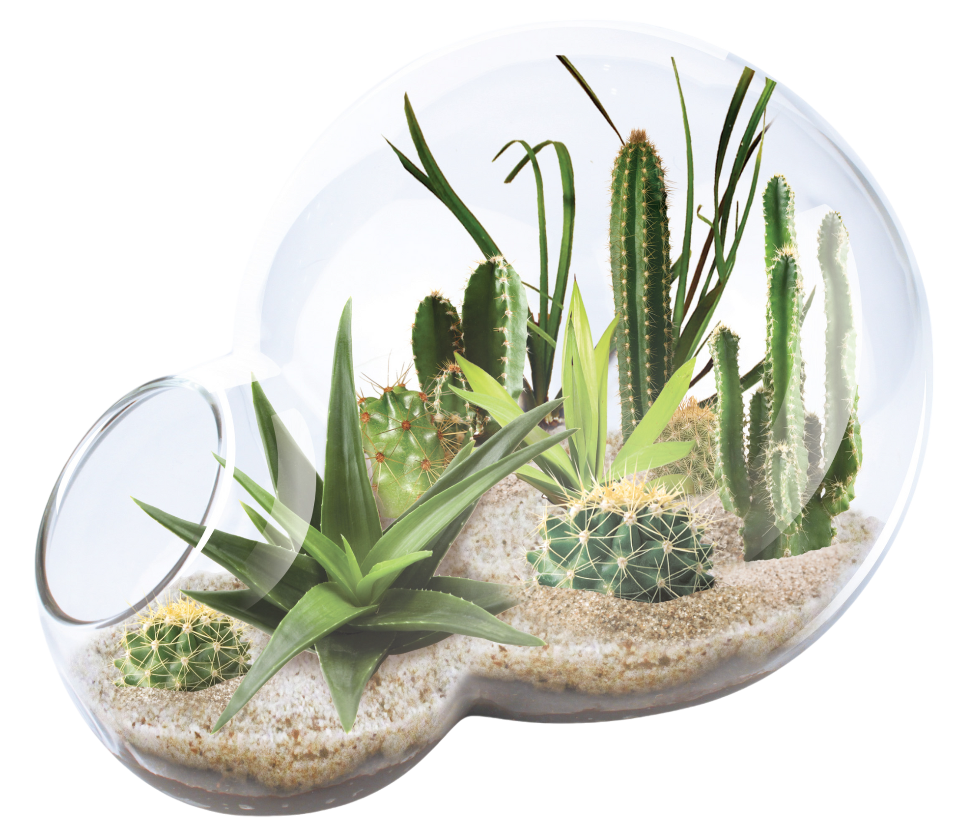 desert escape succulent care Desert Escape Growarium Glass Terrarium