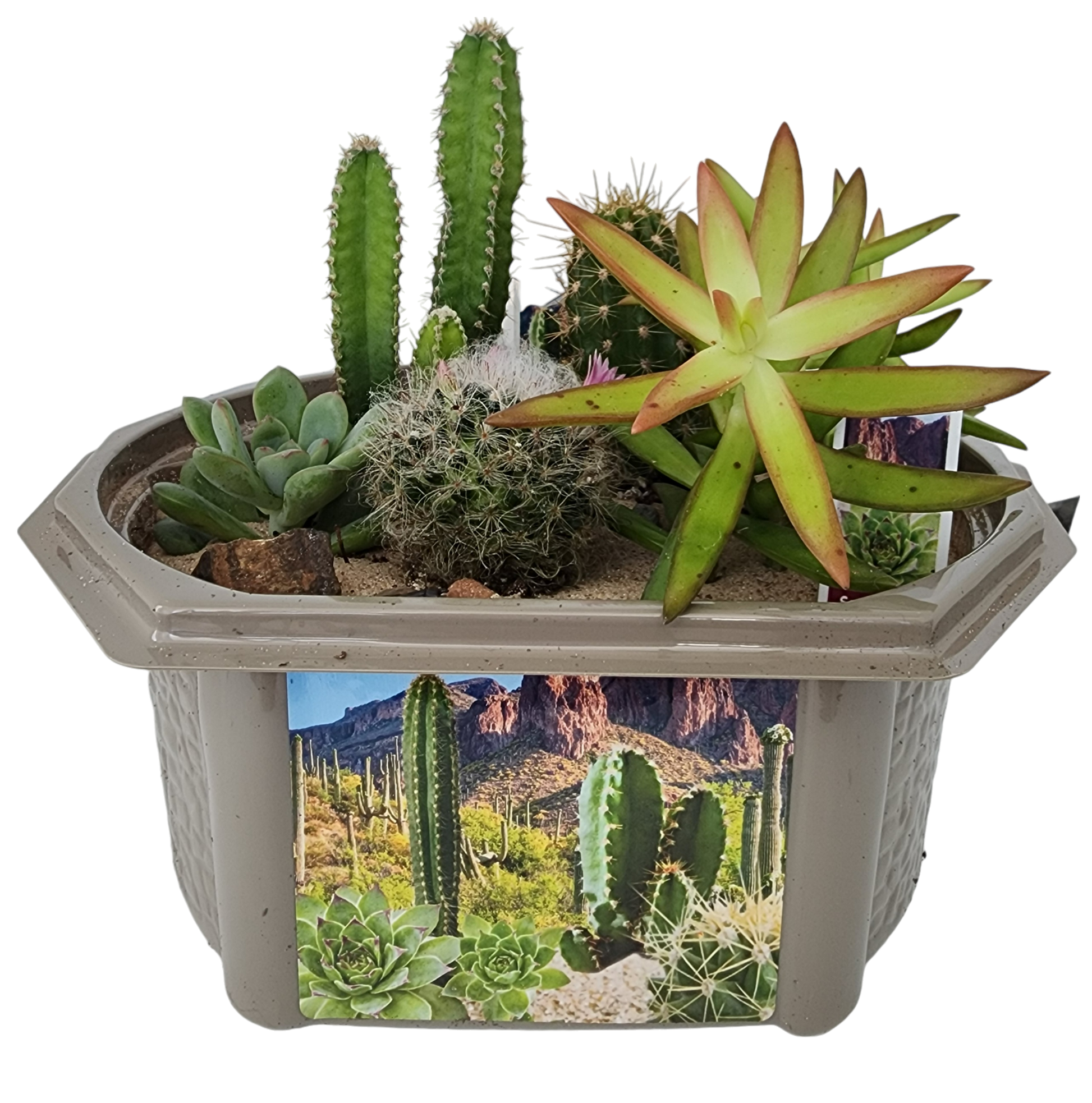 desert plants for terrarium Desert Dome Biosphere Terrarium