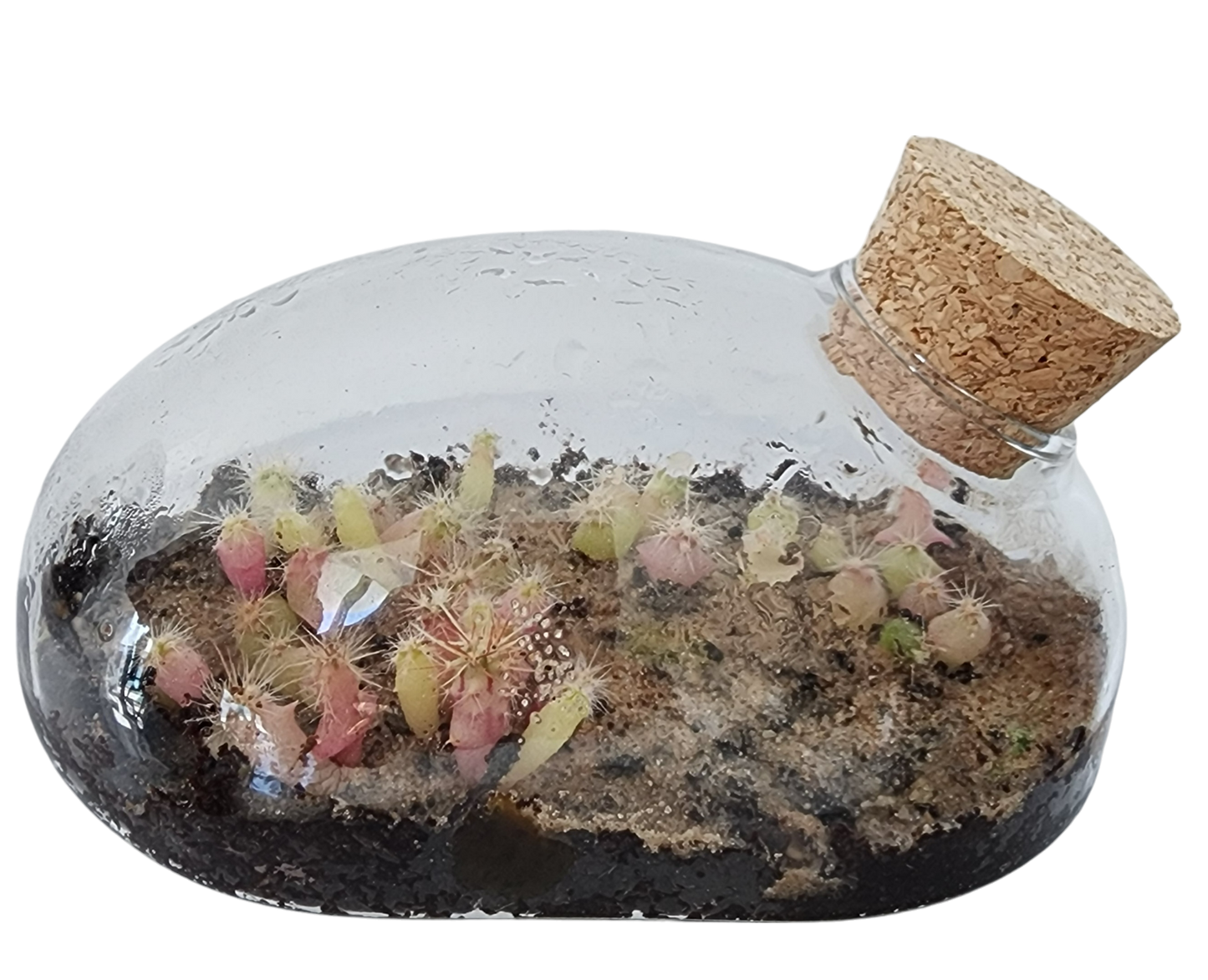 The Desert Mouse Garden Glass Terrarium with Cork