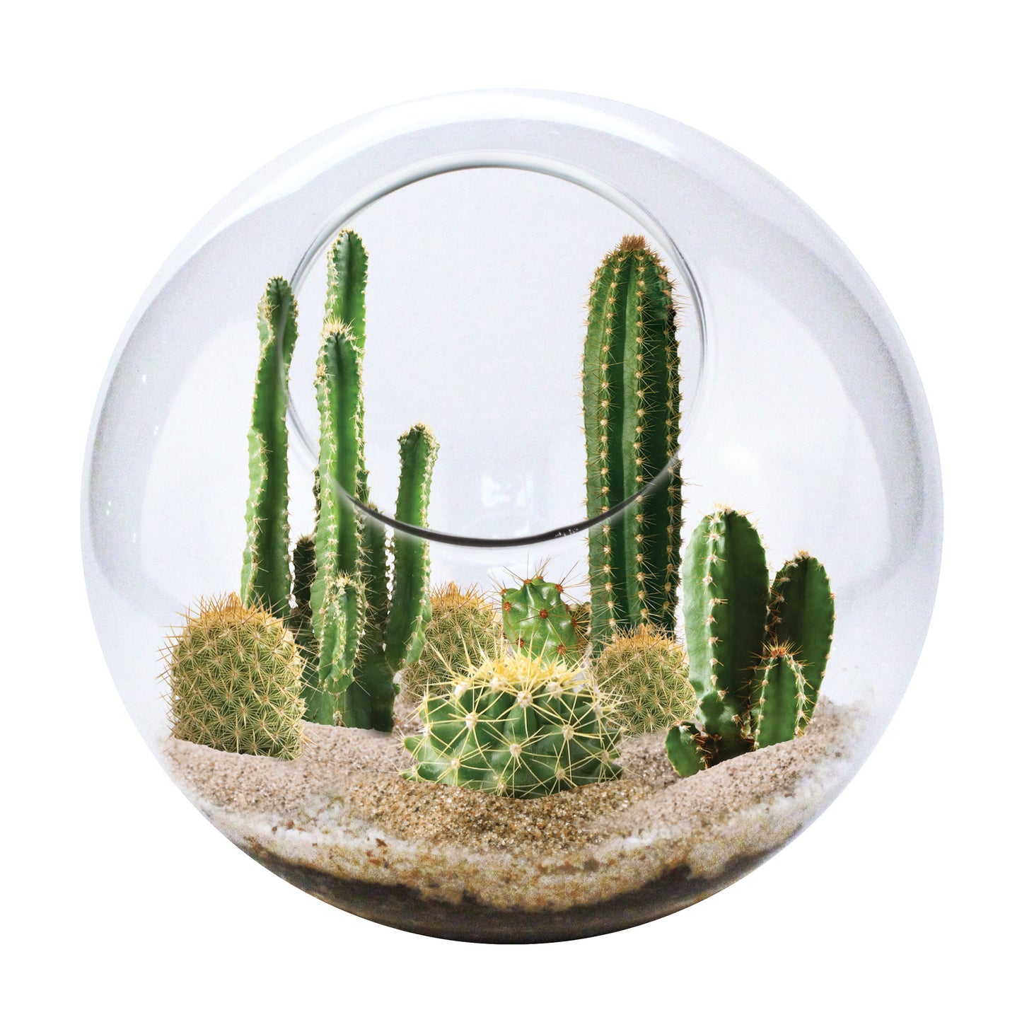 Mini Desert Collection Glass Terrarium Cacti Seed Starting Kit