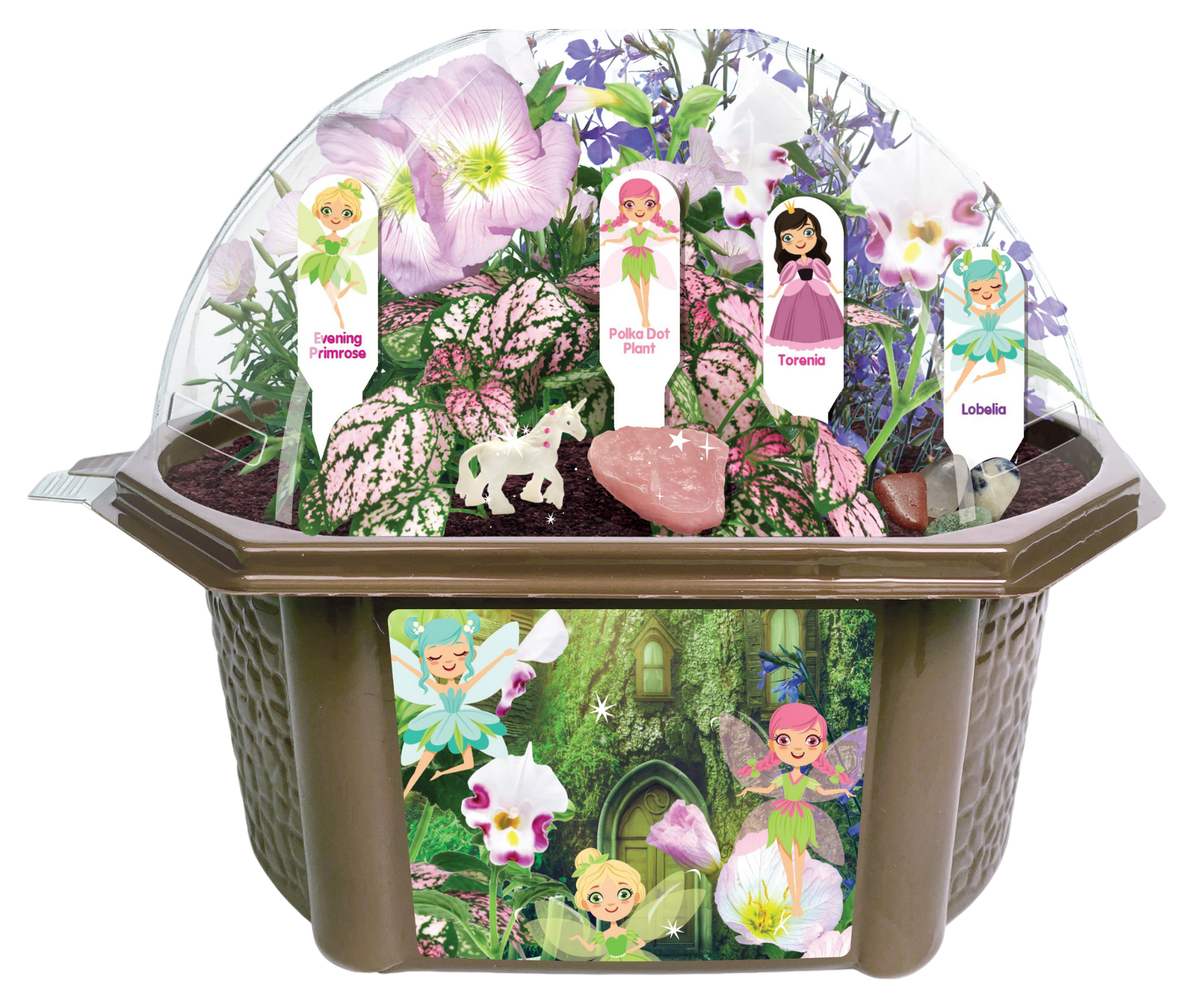 terrarium & fairy garden plants Biosphere Terrarium