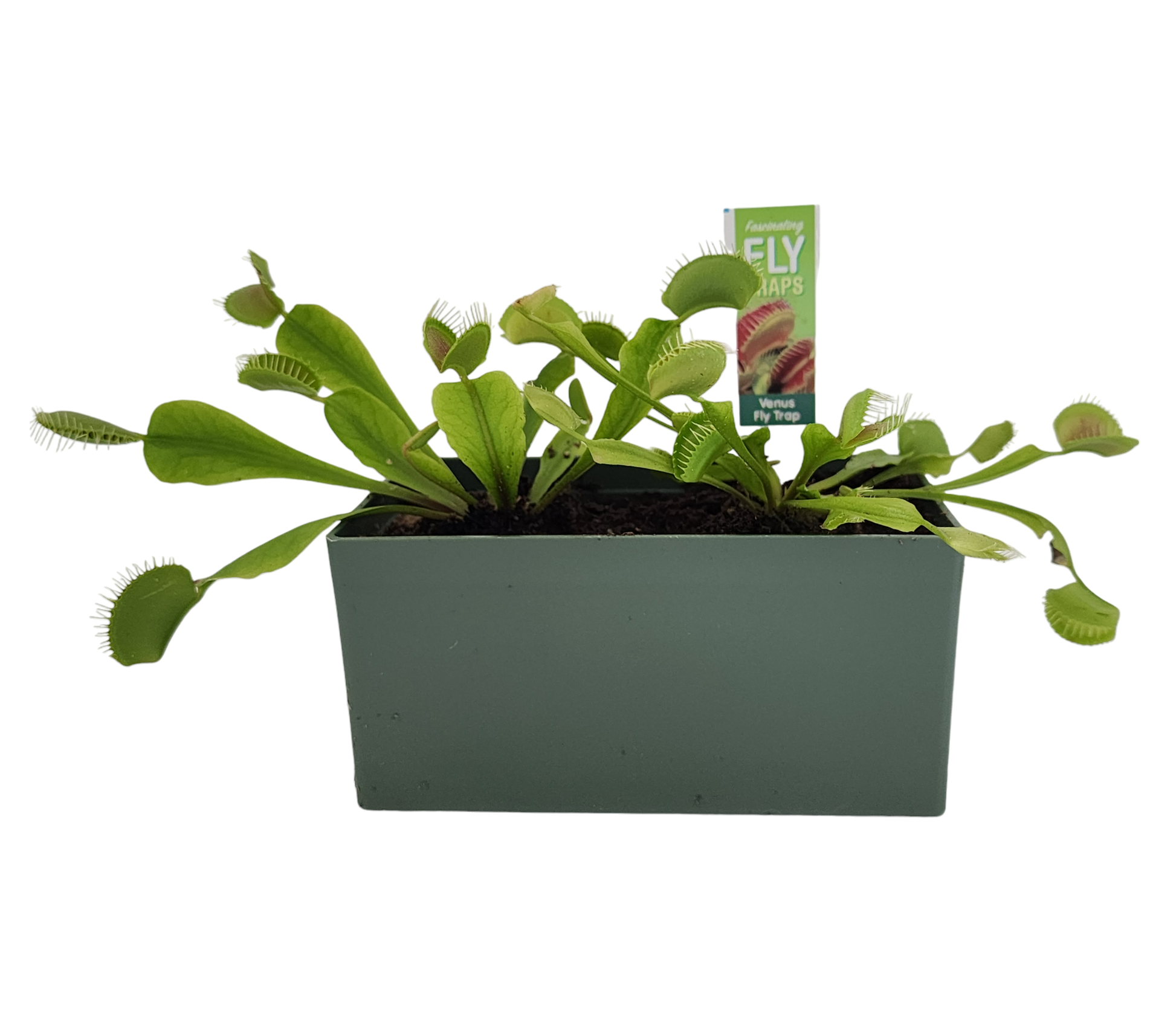 succulent fly trap Fascinating Fly Traps