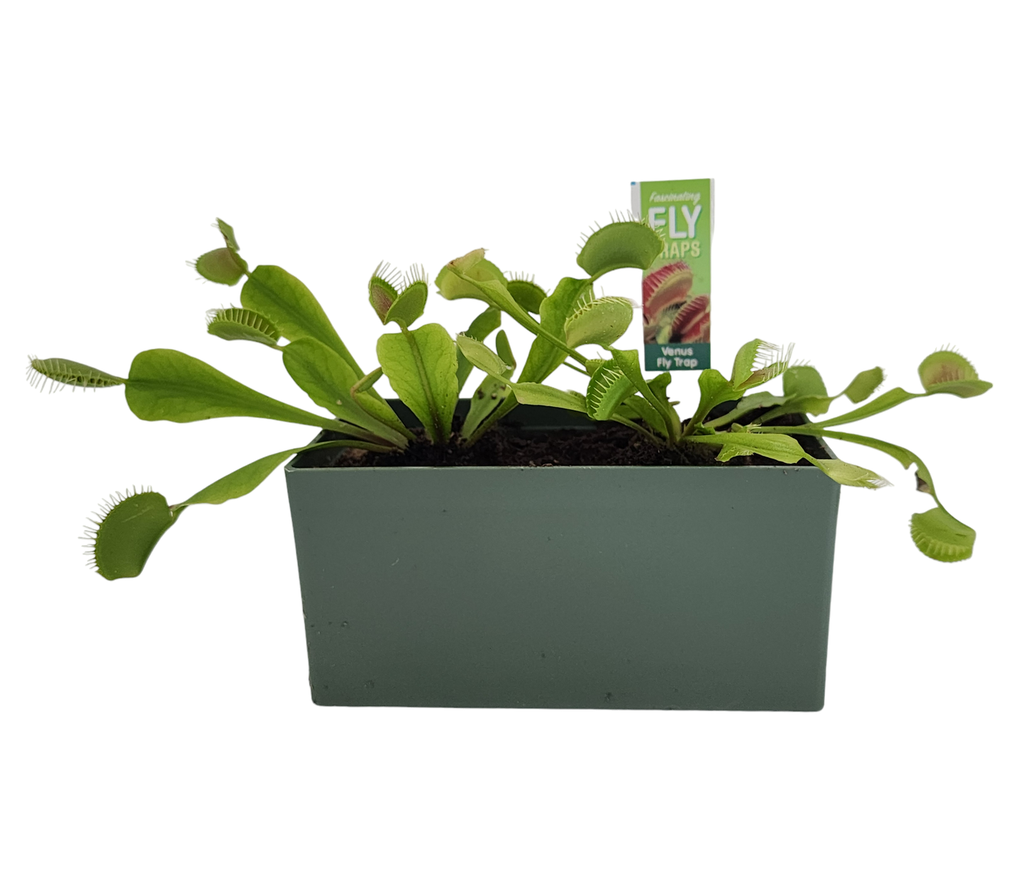 Venus Fly Trap Seed Square Terrarium