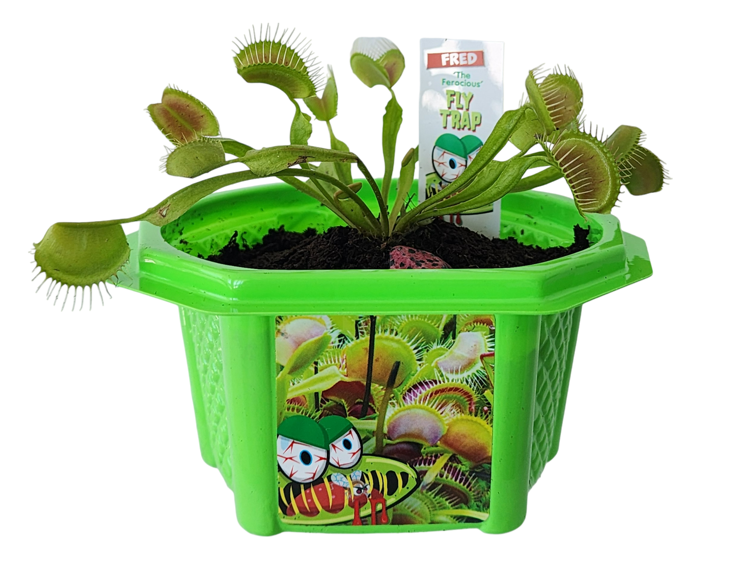 Fred 'The Ferocious' Flytrap Micro Dome Terrarium – Unique Gardener