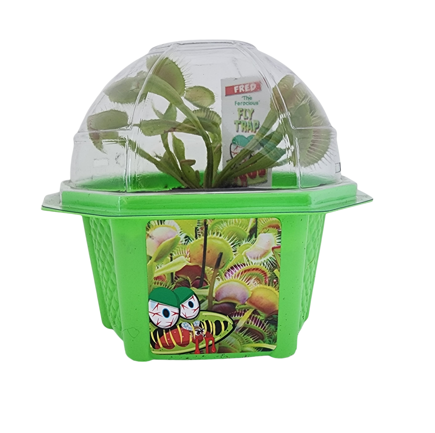 Fred 'The Ferocious' Flytrap Micro Dome Terrarium