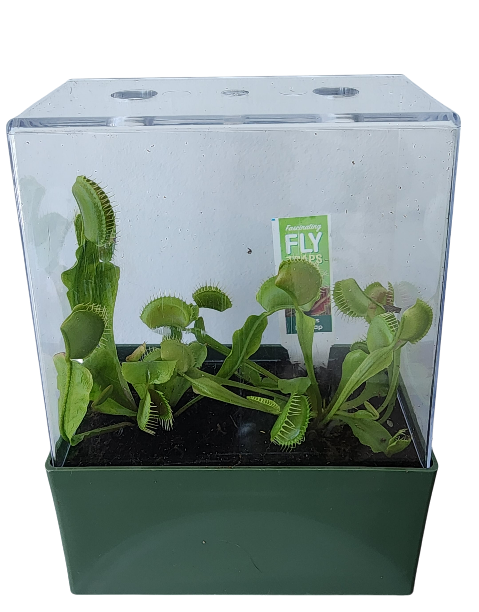 venus fly trap plant seeds Fascinating Fly Traps