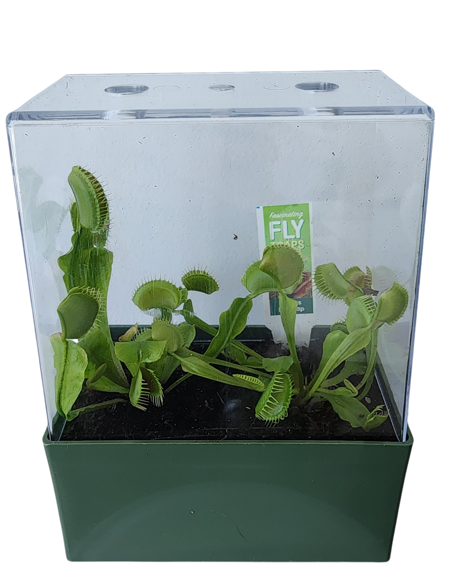 Venus Fly Trap Seed Square Terrarium