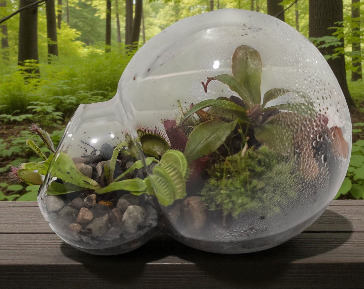 carnivorous plant terrarium kit Carnivorous Growarium Glass Terrarium