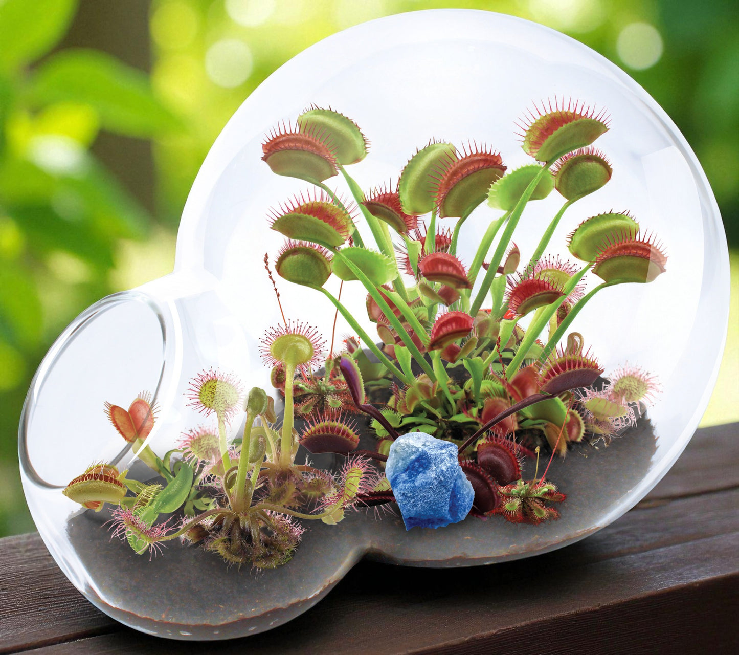 Carnivorous Growarium Meat-Eating Seed Terrarium Kit