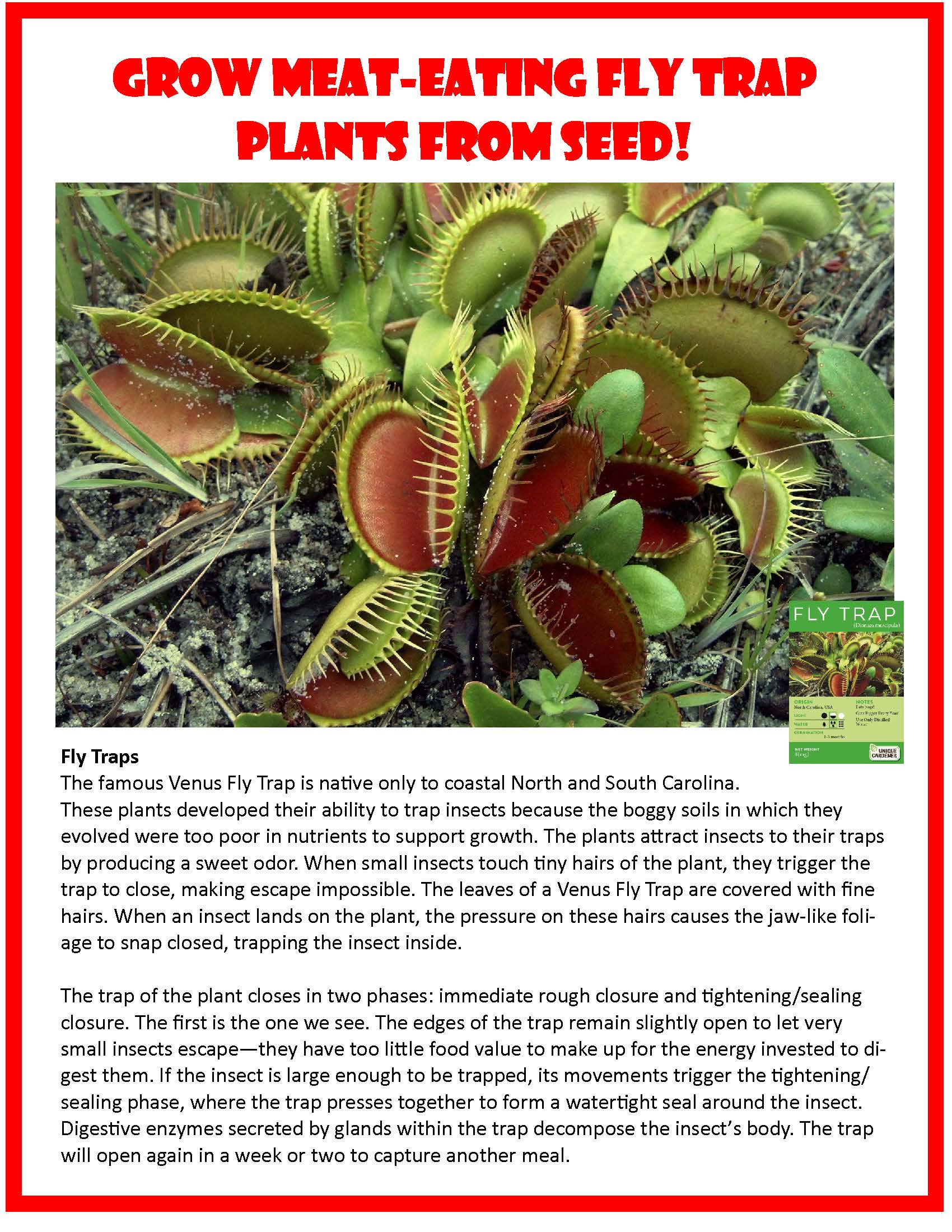 outsidepride venus flytrap plant seed Fascinating Fly Traps