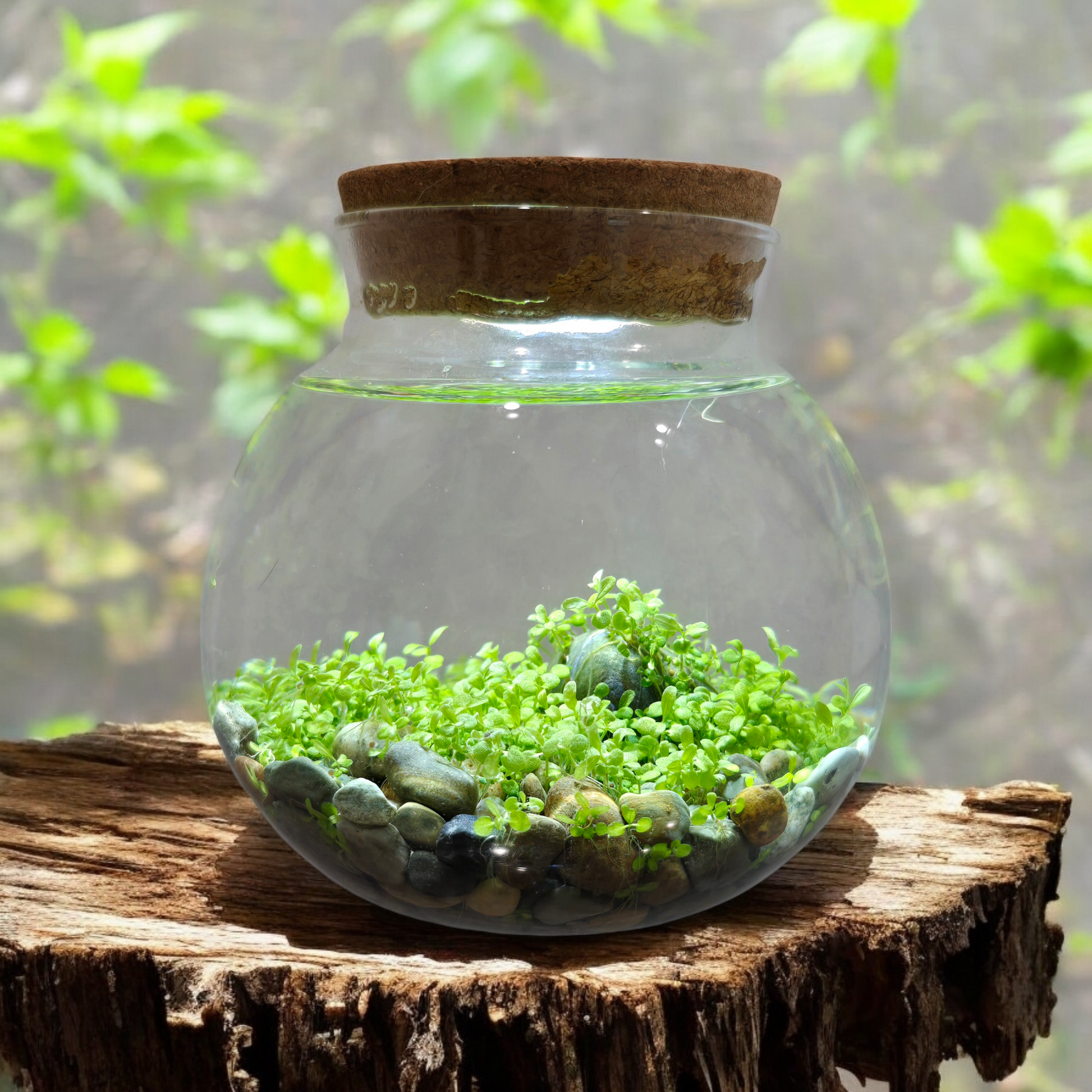 closed terrarium plant seeds WaterPlants
