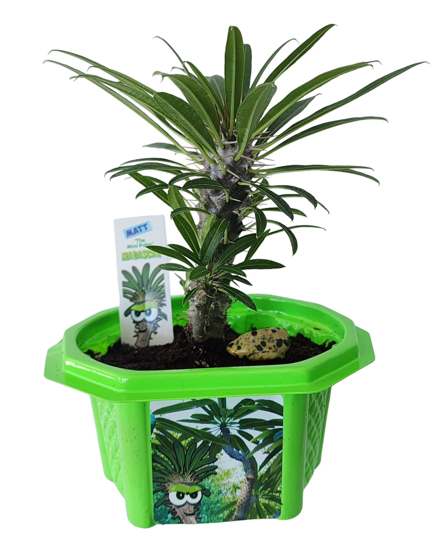 mini palm tree succulent Toys By Nature Matt the Madagascar Mini Palm